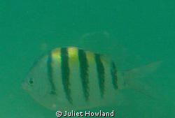 This fish is known as the Sargeant Major (Abudufduf Sarat... by Juliet Howland 